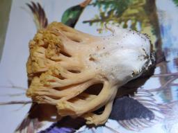 Ramaria formosa