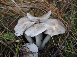 Tricholoma terreum
