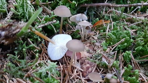 Strobilurus esculentus