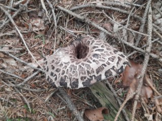 Sarcodon imbricatus