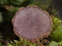 Ionopezia gerardii