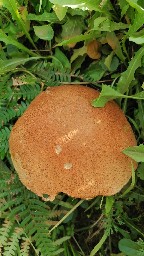 Leccinum versipelle