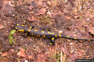 Salamandra salamandra