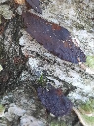 Daedaleopsis tricolor