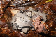 Craterellus cornucopioides