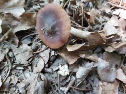 Naucoria bohemica