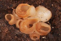 Peziza vesiculosa