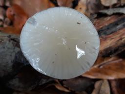 Mucidula mucida