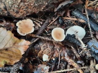 Baeospora myosura