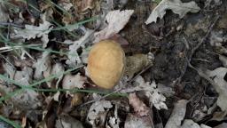 Leccinellum crocipodium