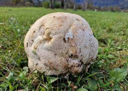 Calvatia gigantea