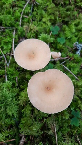 Infundibulicybe gibba