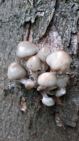 Mucidula mucida