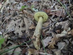 Leccinellum crocipodium