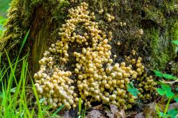 Coprinellus disseminatus
