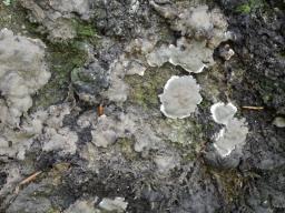 Kretzschmaria deusta