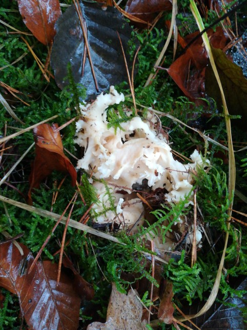 Sparassis crispa