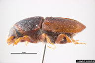 Scolytus intricatus