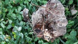 Abortiporus biennis