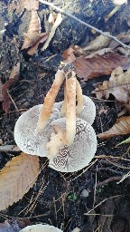 Hypholoma lateritium