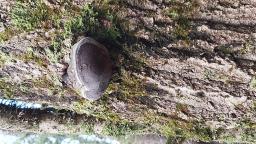 Phellinus tremulae