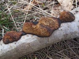 Szczepkamyces campestris