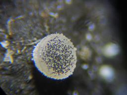 Ascobolus sacchariferus