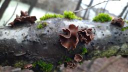 Encoelia furfuracea