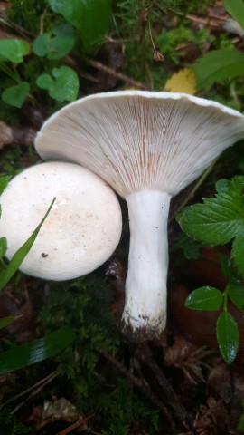 Lactifluus piperatus