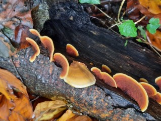 Stereum insignitum