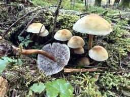 Hypholoma capnoides