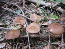 Strobilurus esculentus
