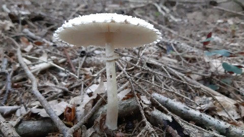 Macrolepiota excoriata