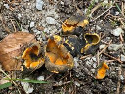 Caloscypha fulgens
