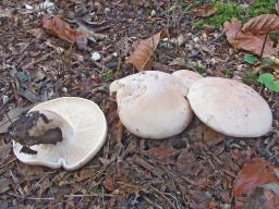 Collybia irina