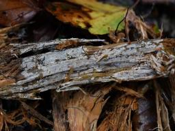 Hyphodontia pallidula