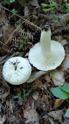 Lactifluus piperatus