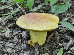 Imperator xanthocyaneus