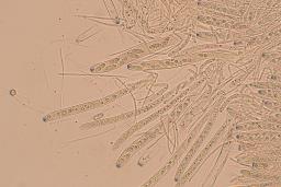 Poculum firmum