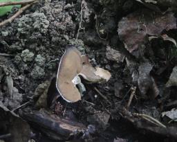 Helvella solitaria