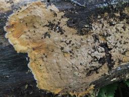 Tomentella crinalis