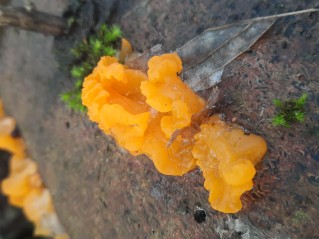 Dacrymyces chrysospermus