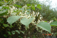 Fallopia