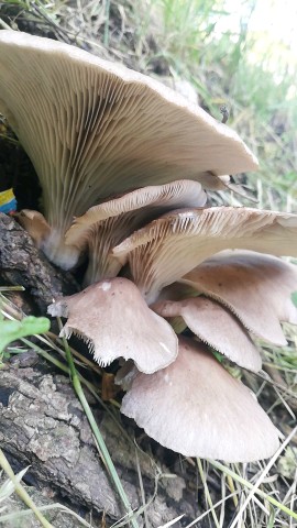 Pleurotus ostreatus