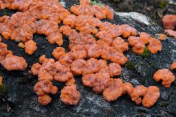 Peniophora rufa