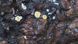 Lachnellula resinaria