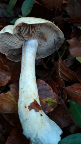Hebeloma sinapizans