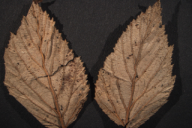 Triphragmium ulmariae