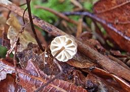 Marasmius bulliardii