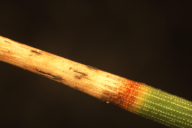 Dothistroma septosporum/pini
